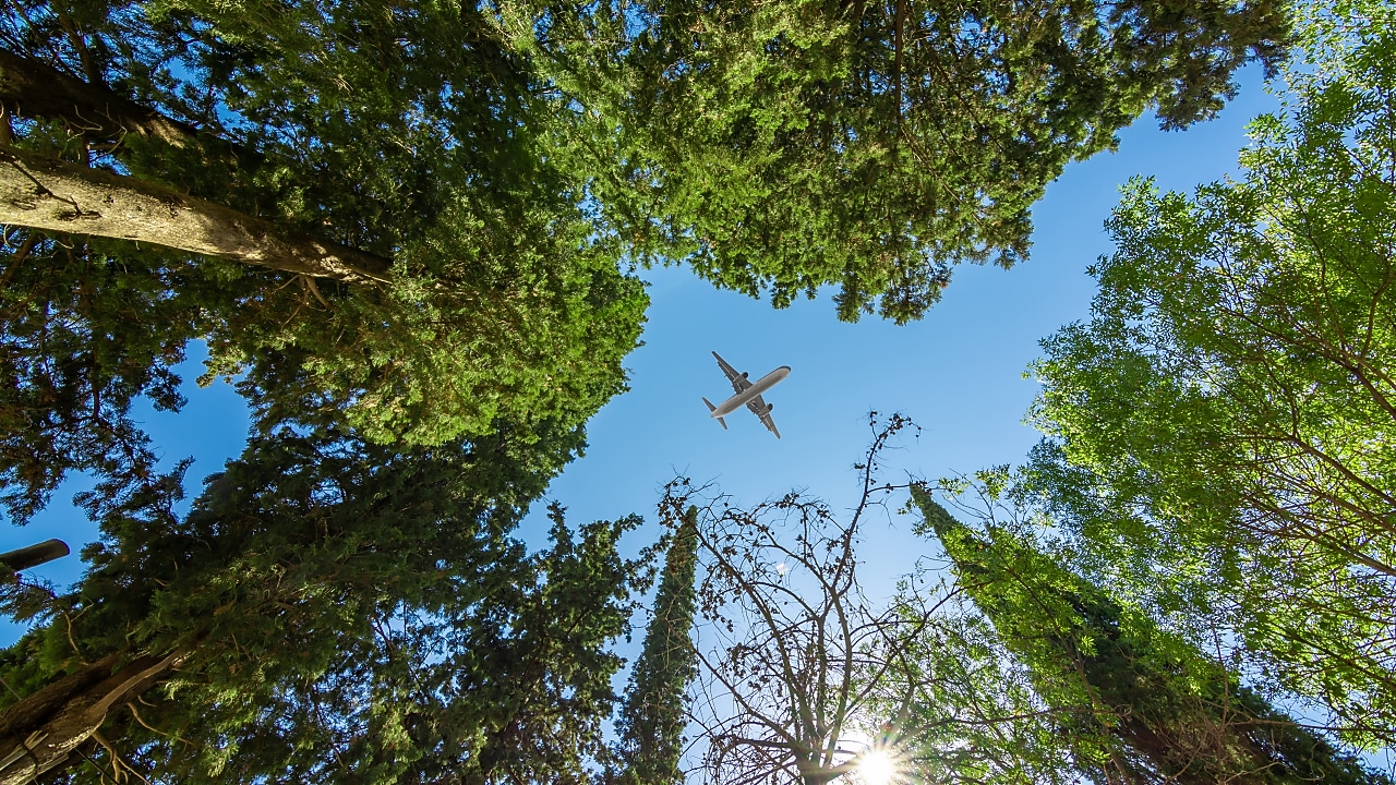 View looking up through tall green trees at a clear blue sky with a commercial airplane flying overhead.