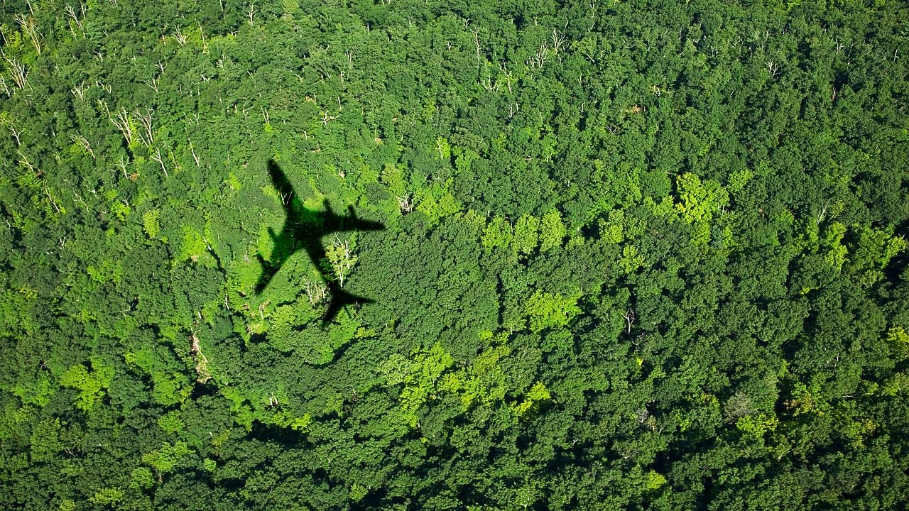 Forest with shadow of plane