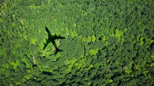 Forest with shadow of plane