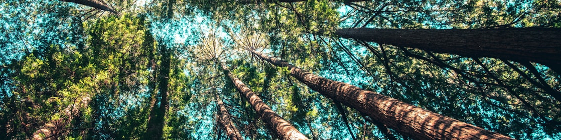 lower angle view of trees