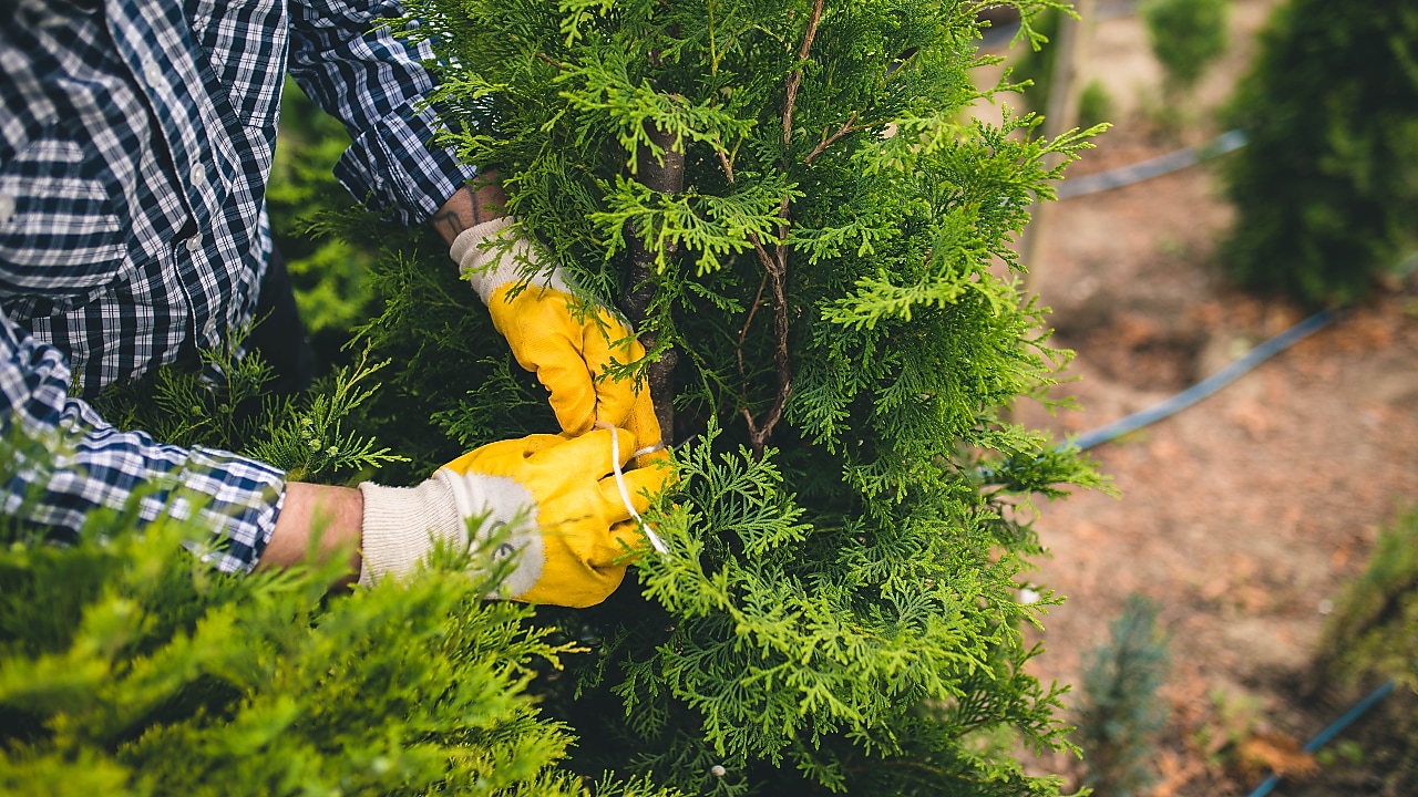 Close-up of a person wearing yellow work gloves and a checkered shirt trimming or tending to a green coniferous shrub.