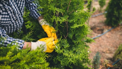 Close-up of a person wearing yellow work gloves and a checkered shirt trimming or tending to a green coniferous shrub.