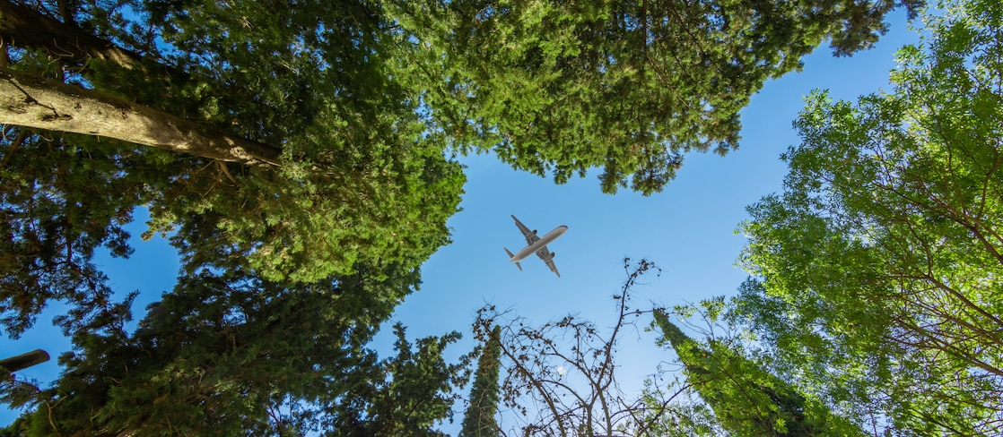 View looking up through tall green trees at a clear blue sky with a commercial airplane flying overhead.