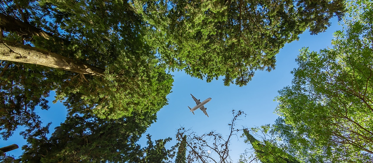 View looking up through tall green trees at a clear blue sky with a commercial airplane flying overhead.