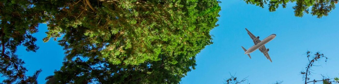 A plane flying overhead framed by treetops