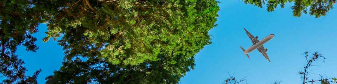 A plane flying overhead framed by treetops