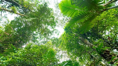 Shell NBS Peruvian Rainforest Imagery view directly upwards from undergrowth