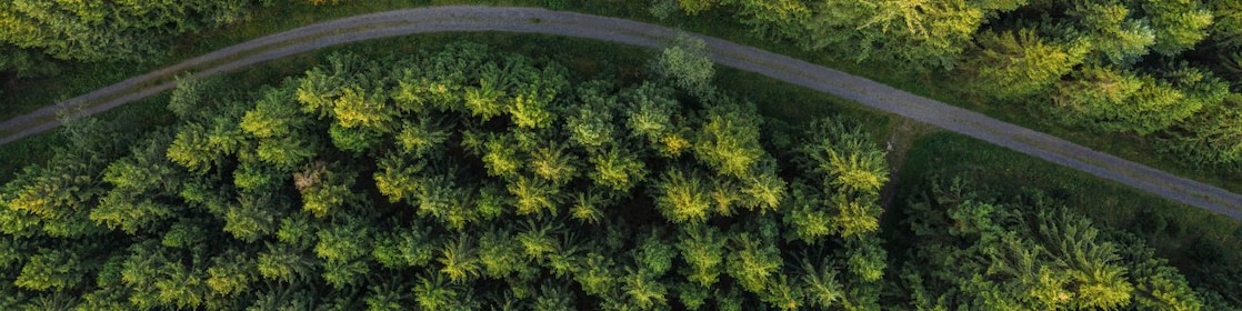 greenery on road