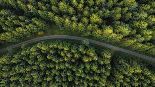 greenery on road