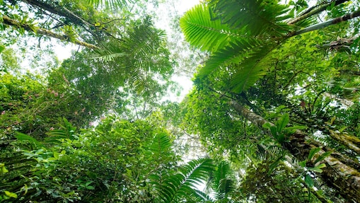 rainforest