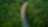 Aerial view of a car driving on a road through a dense forest