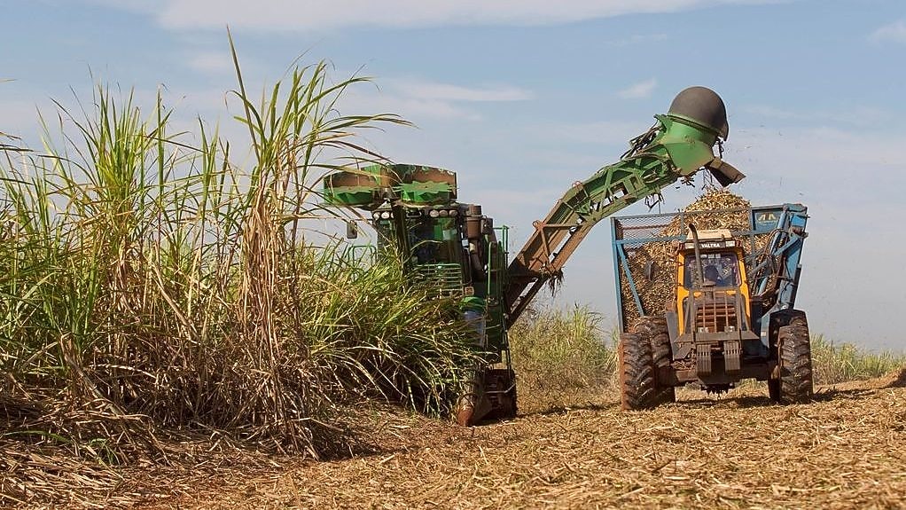 Harvesting sugar cane