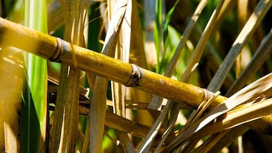 Tender bit of sugar cane