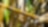 Tender bit of sugar cane