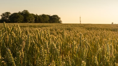 Green fields