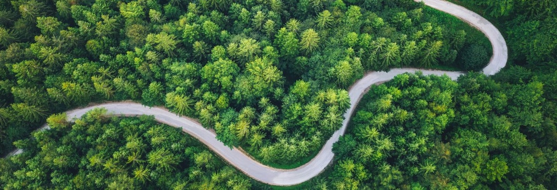 Top view of forest