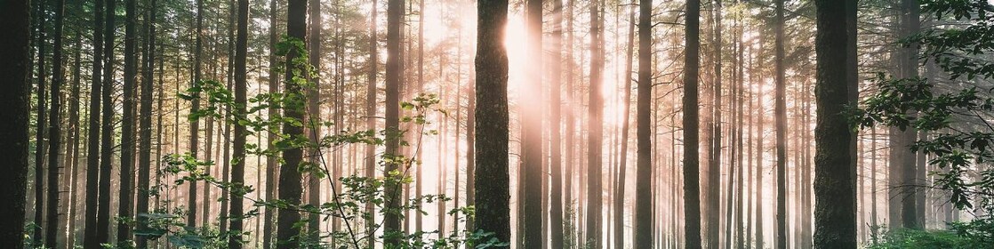Nature-based solutions