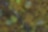Arial view of the trees