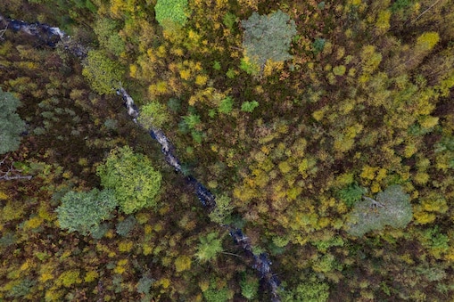Arial view of the trees