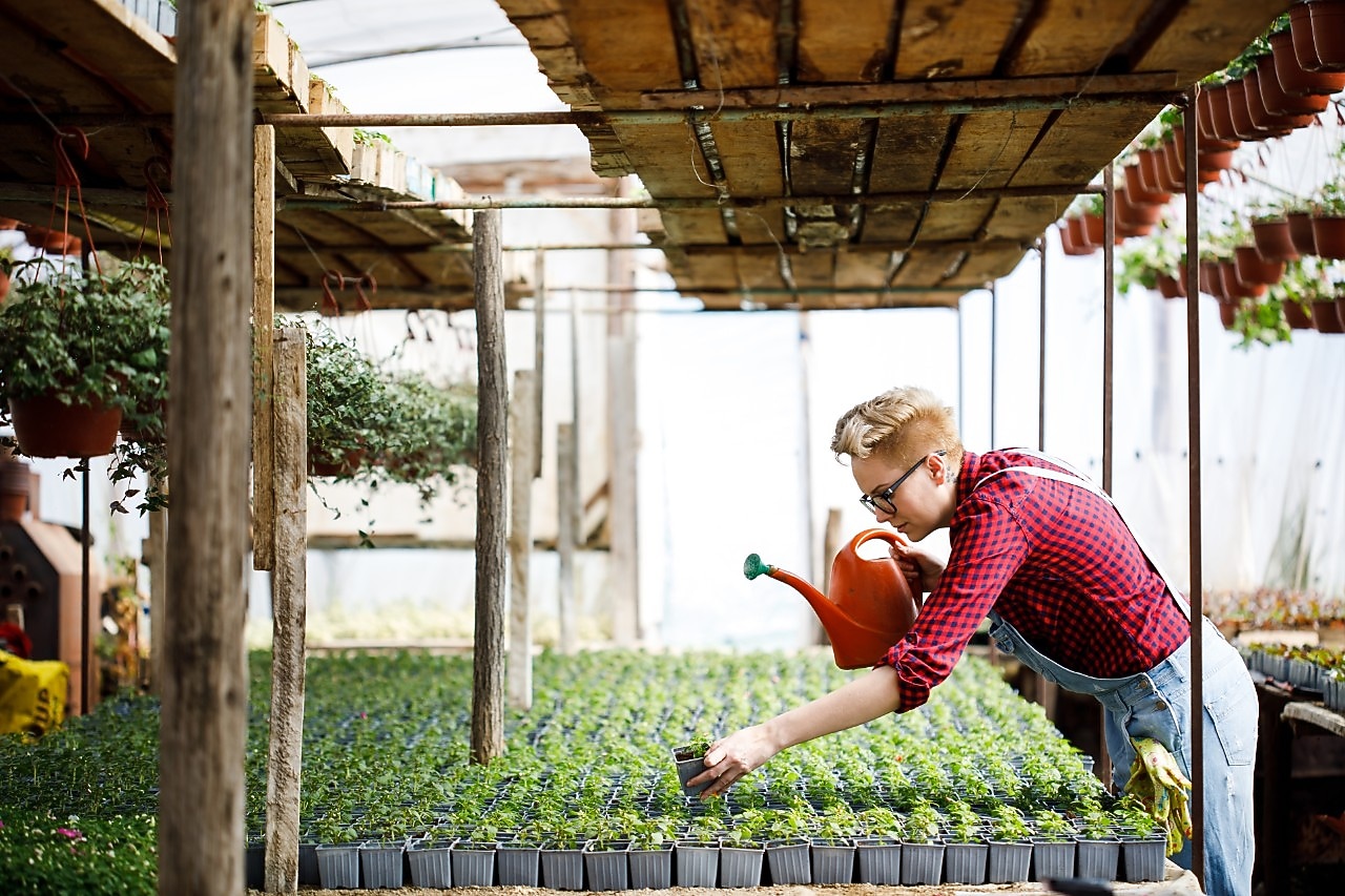 florists woman working with flowers at a greenhouse