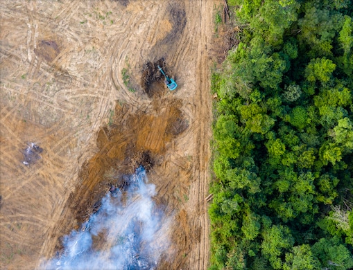 Image of forest from above, trees removed on left side of image