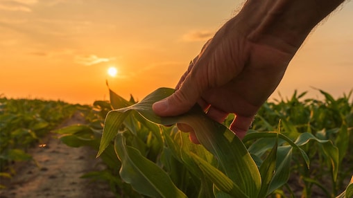 A hand holding a blade of a plant at sunset