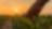 A hand holding a blade of a plant at sunset