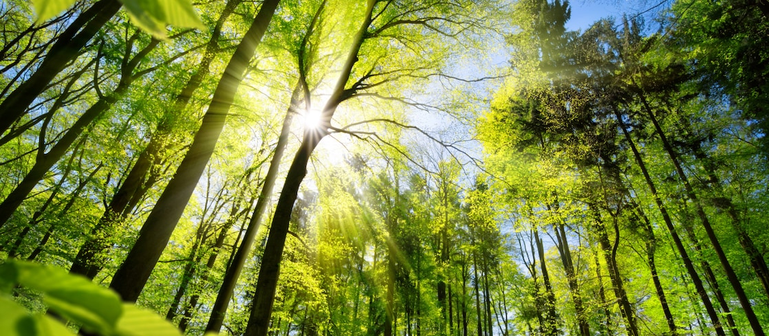 Sunlight through green forest trees.