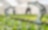 Automated vegetable farming