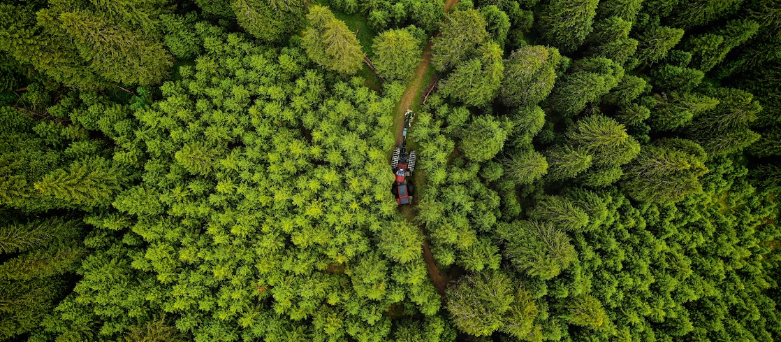 Forestry