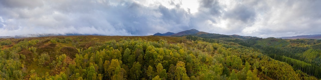 Forest landscape