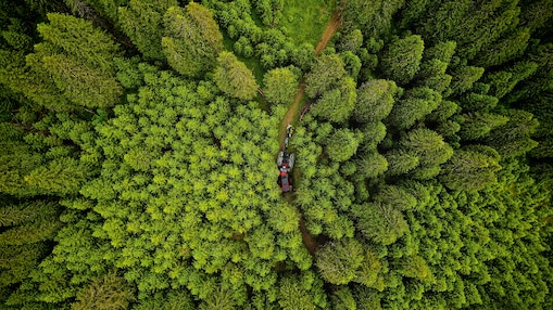 Forestry