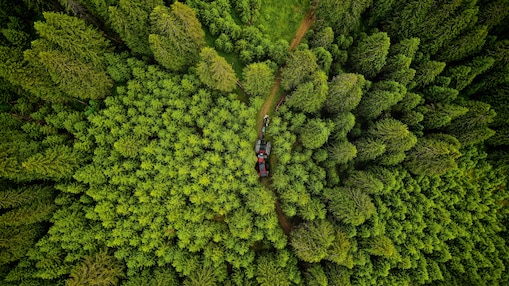 Forestry