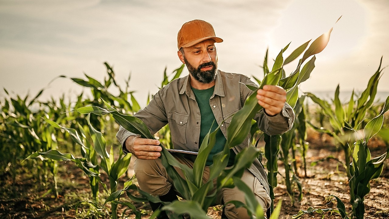 Farmer inspecting crops