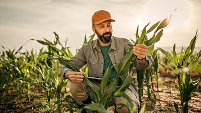 Farmer inspecting crops 