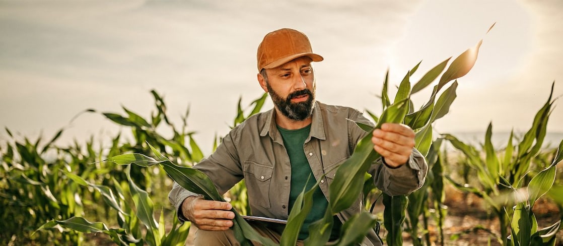  Farmer inspecting crops 