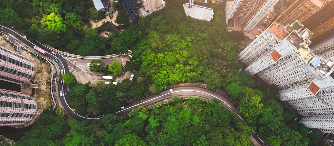 Woodland surrounded by skyscrapers