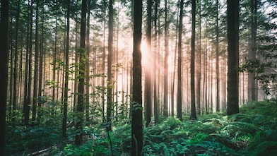 Pale light breaking through the fog in a forest