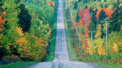 Shell power transmission realising potential road along forrest