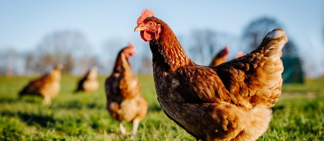 Chickens