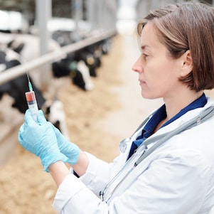 animal vaccine adjuvants