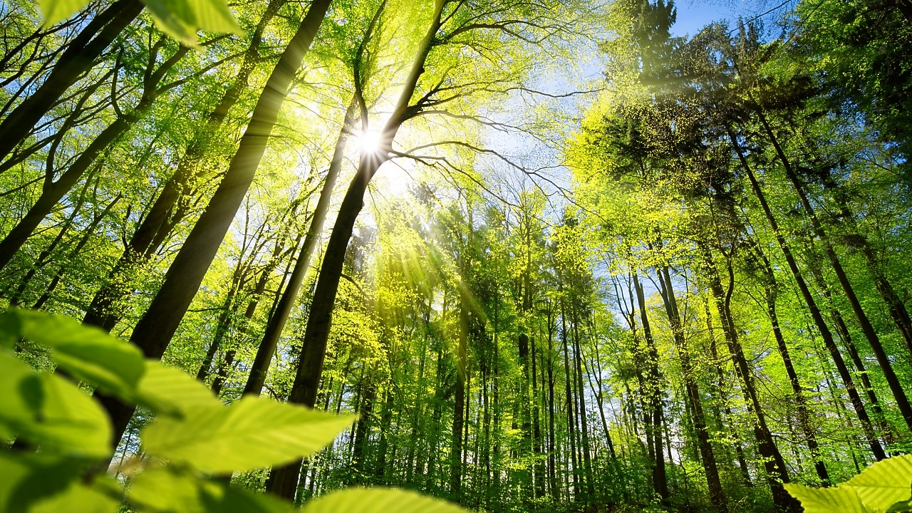 Shell Lubricants products¹ and solutions with carbon credits | Shell Global