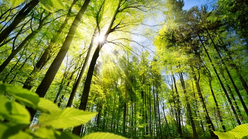 Sunlight through green forest trees.