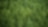 top view of forest