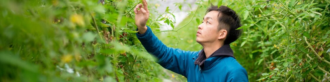 Inspecting produce in greenhouse