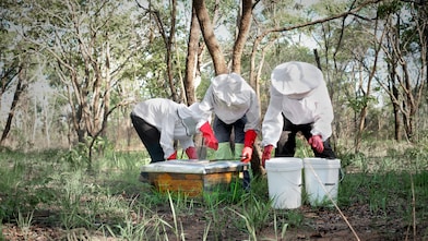 Three workers attending a bee hive