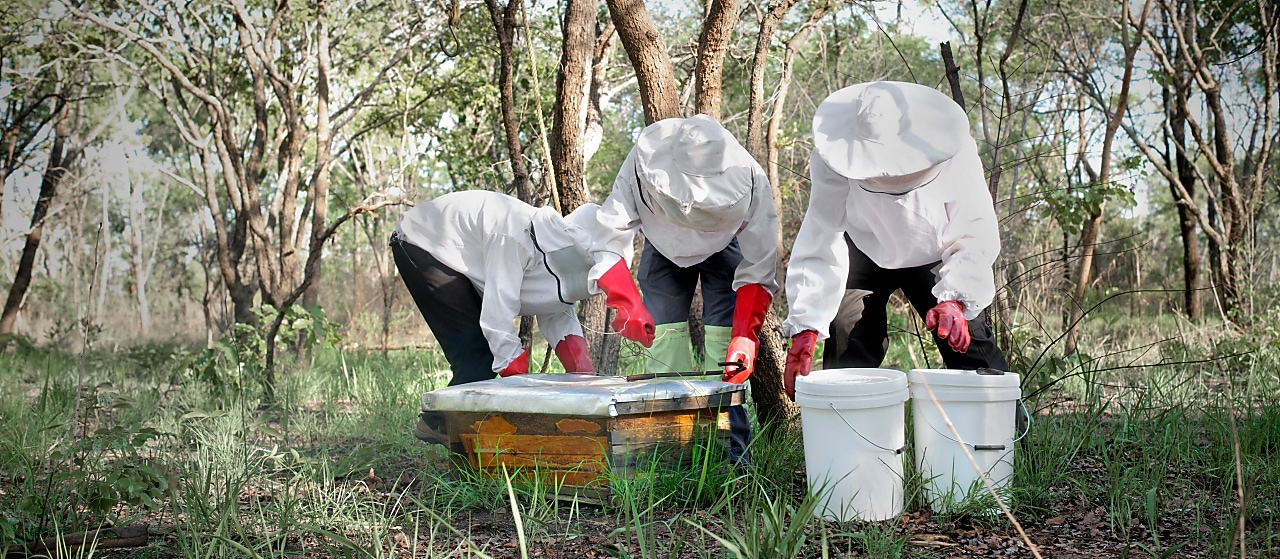 Three workers attending a bee hive