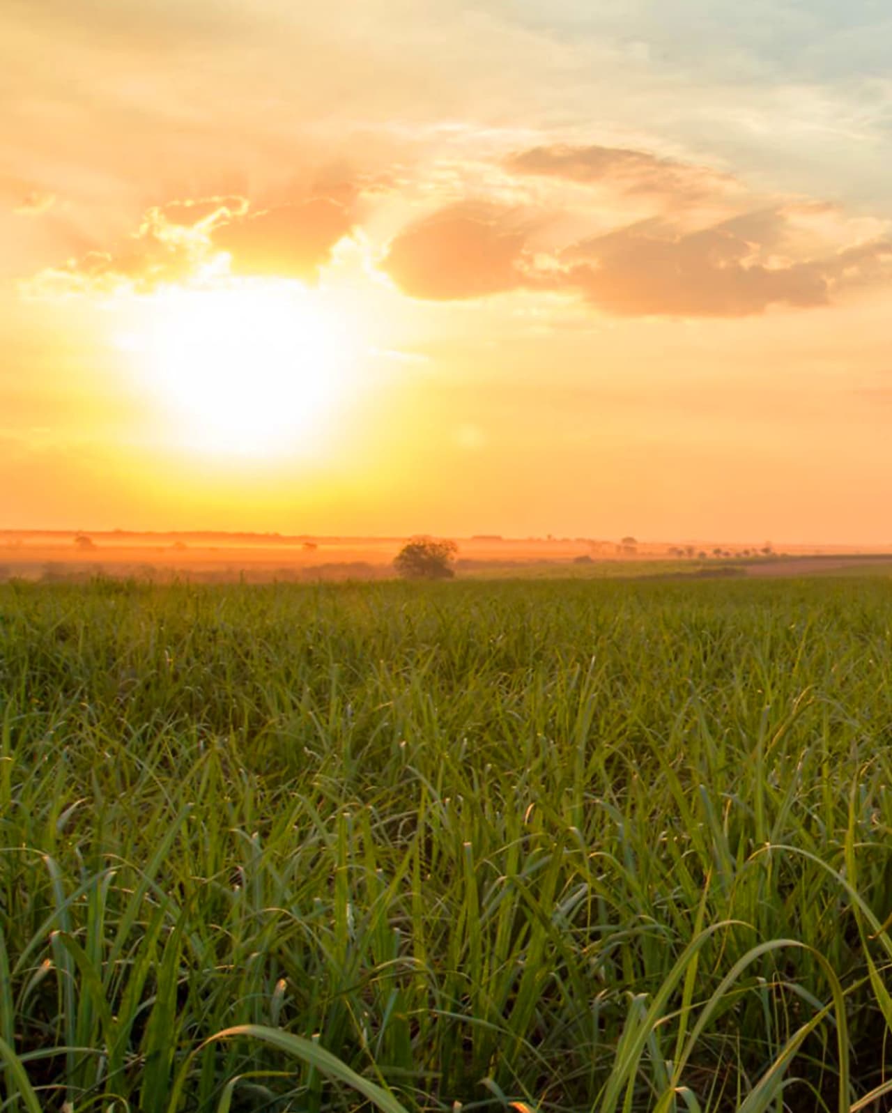Sunset over a green field with tall crops, symbolising sustainable agriculture and renewable energy sources.