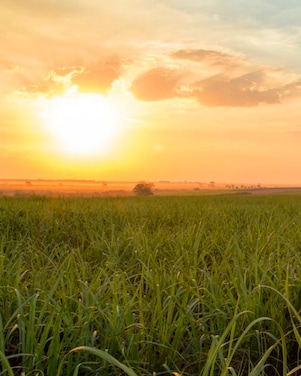 Sunset over a green field with tall crops, symbolising sustainable agriculture and renewable energy sources.