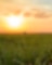 Sunset over a green field with tall crops, symbolising sustainable agriculture and renewable energy sources.